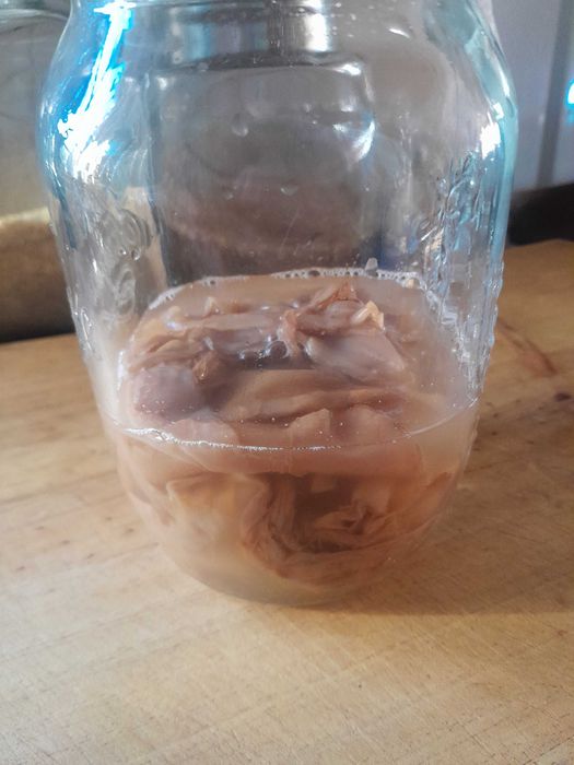 Scoby, mãe kombucha