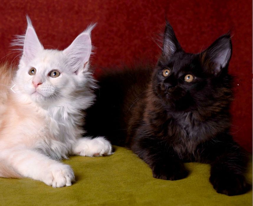 Черные солидные девочки и мальчик мэйнкун