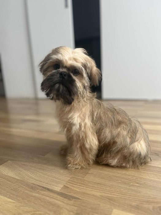 Śliczny piesek Shih Tzu