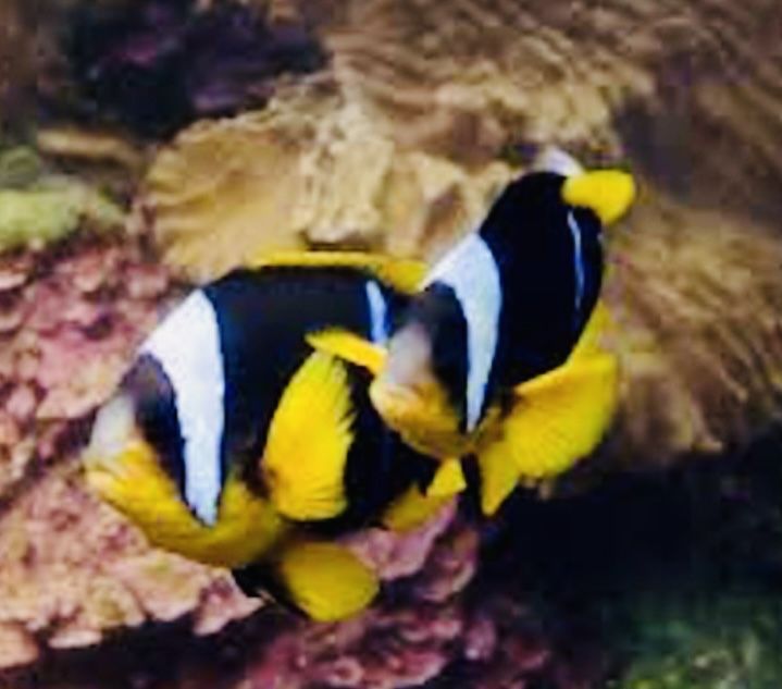 Amphiprion  (Clown Fish  Clarkii)- Akwarystyka Morska {Wyprzedane}