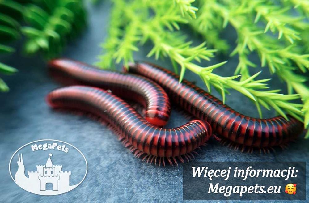 Centrobolus fulgidus Wije Isopody Krocionogi Skoczogonki Terrarium