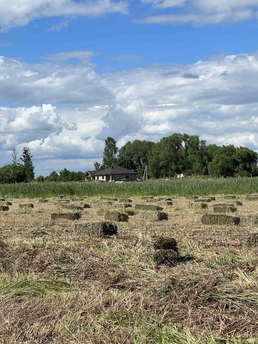 солома в тюках. Сіно. Прямокутні. Пресовані.