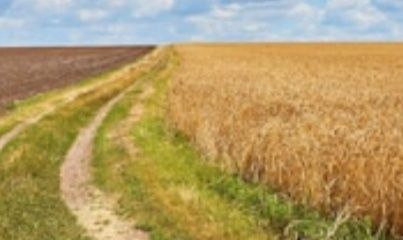 Продам земельну ділянку с/г призначення.