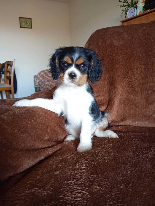Cavalier King Charles Spaniel piesek