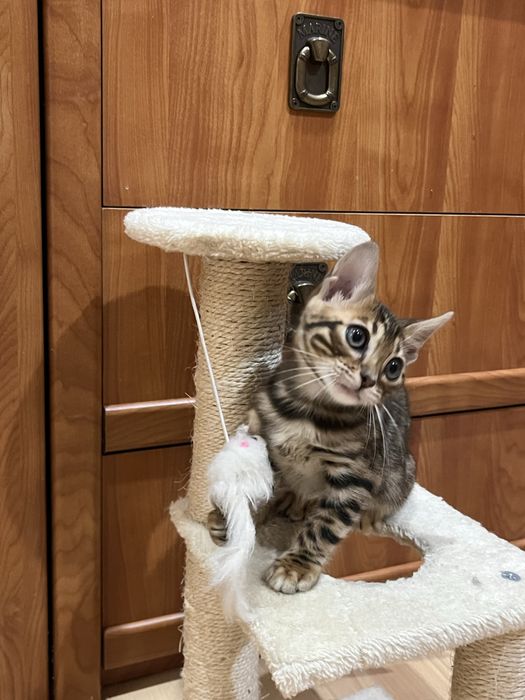 Бенгальські кошенята бенгальская кошка бенгал дівчинка