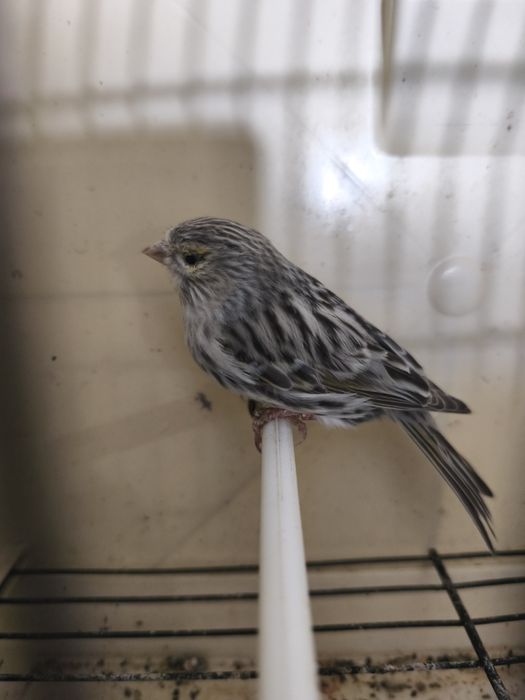 Caturras e canários disponíveis