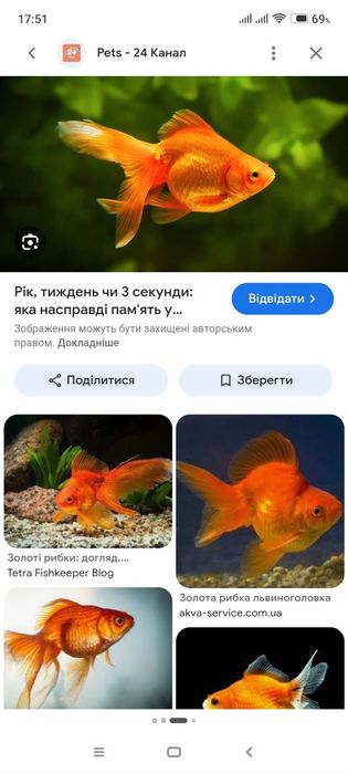 Продам великих акваріумних рибок
