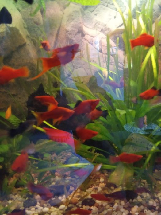 Ryby - Molinezje i Mieczyki