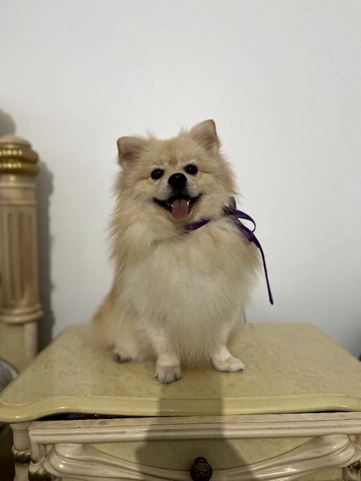 Ексклюзивні хлопчики Померанські шпіци з ідеальним характером