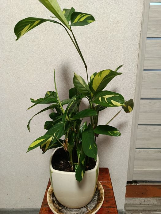 Продам калатею Любберса ,ктенанту.