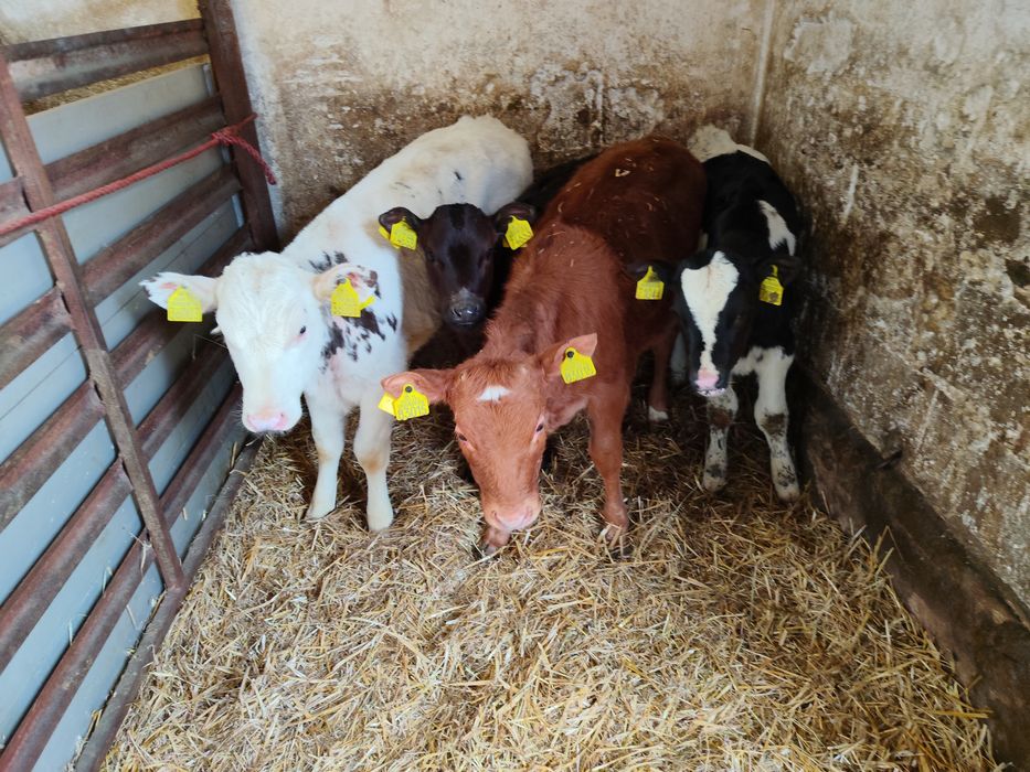 4 jałoszki Polskie gryzaki