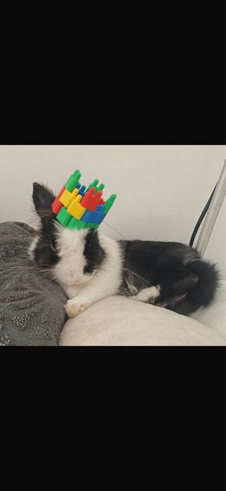 Doação de Coelho Macho