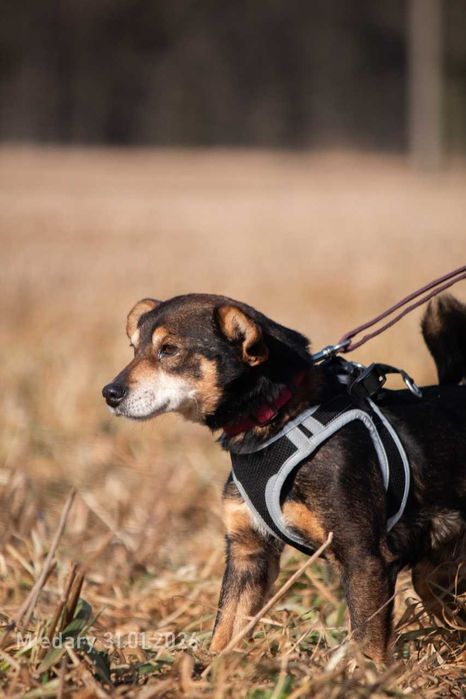 Edzio - miły, malutki piesek do adopcji.
