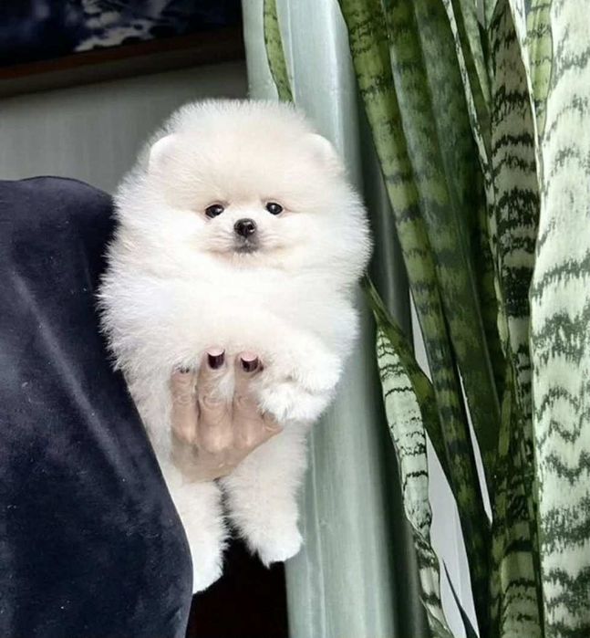 Szpic miniaturowy,pomeranian boo Kalisz •