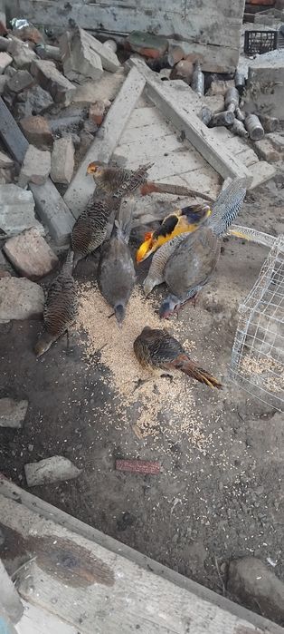 Обміняю пару золотих фазанів