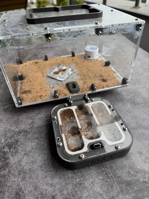 Mrówki Pheidole sp. "honeypot" Australia + Formikarium WaKooshi GRATIS*!