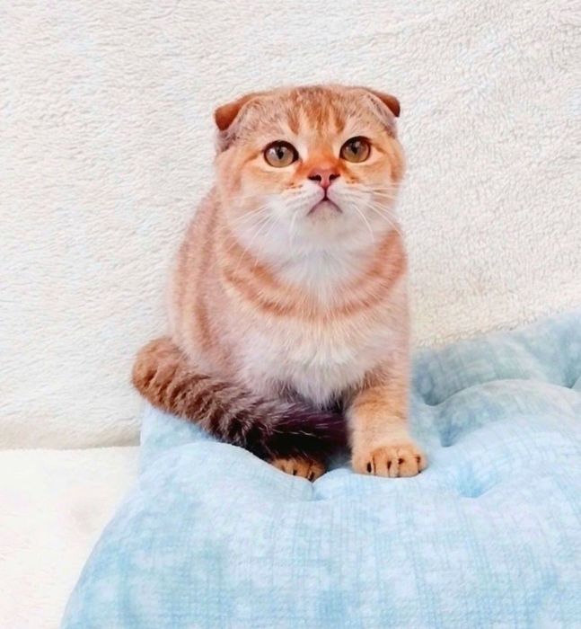 Красунчик фолдик золота шиншила хлопчик