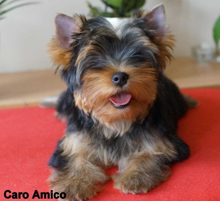 Yorkshire Terrier  -FCI ZKwP