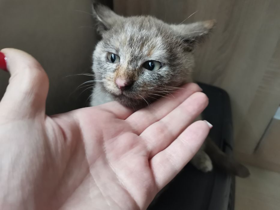 Киці шукають новий дім