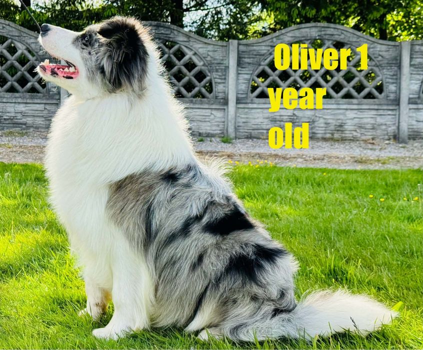 Border Collie  dziewczynka fci