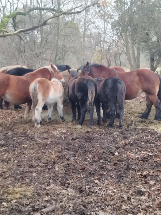 Sprzedam źrebaki i klacze