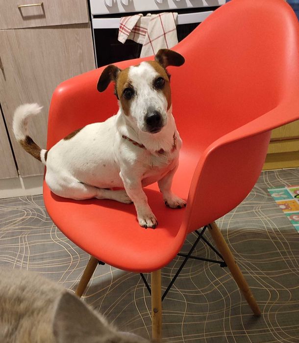 Стільці з підлокітниками в стилі DAR 3 штуки