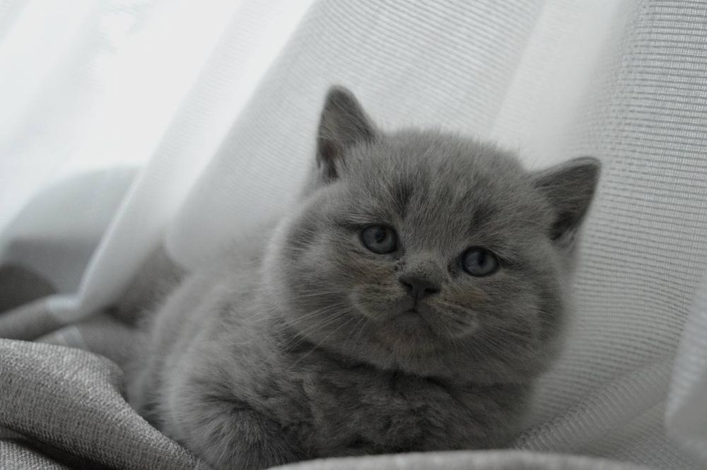 Чистокровні хлопчики.голубий,та ліловий