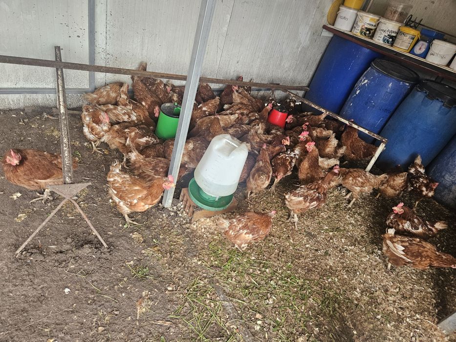 Lote de galinhas poedeiras que já  pouco põem