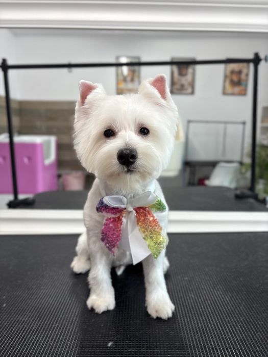 West H.W terrier suczka