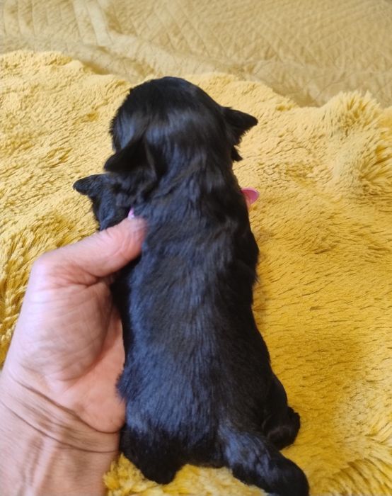 Yorkshire terrier czarnamal