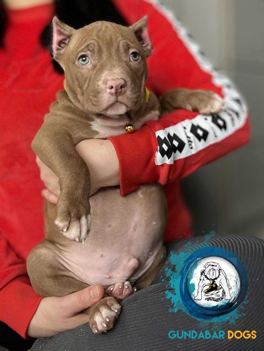 American Bully piesek ABKC