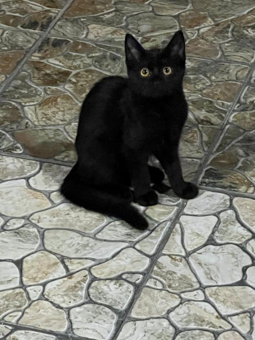 Отдам котят в хорошие руки