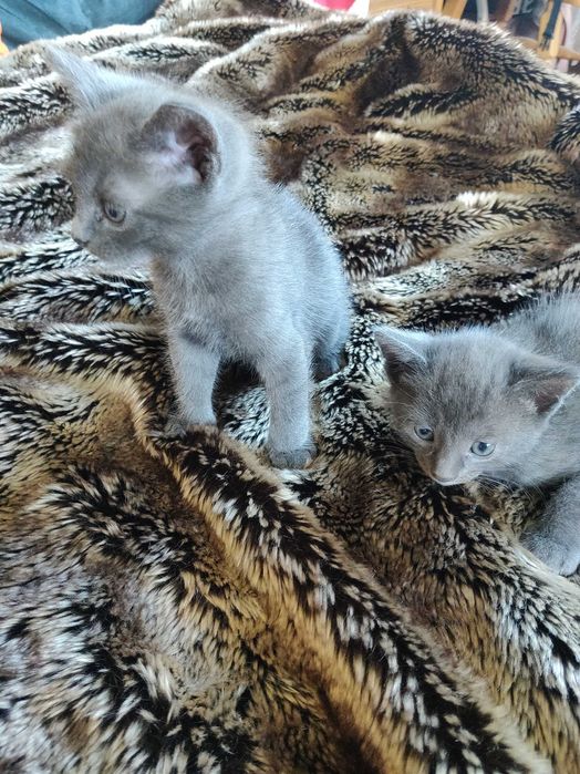 Кошенята  породи Російська блакитна