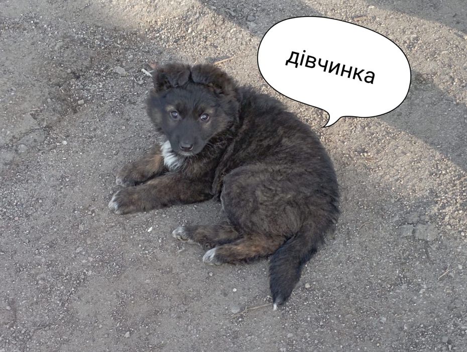 Цуценята у люблячі руки