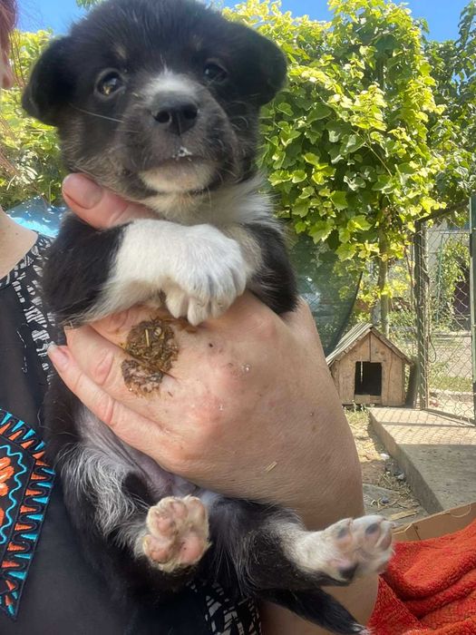 Новенькие детки-щенки.