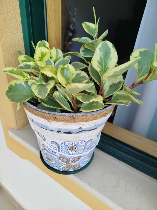 Plantas muito bem cuidadas.