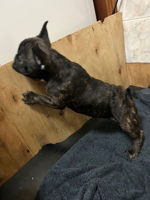 Buldogue francês fêmea