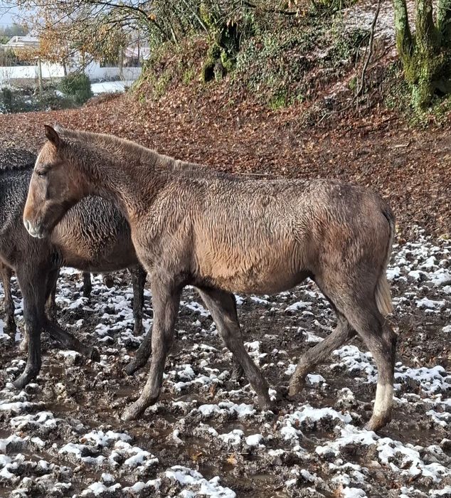 Vendo poldra PSL com 8meses