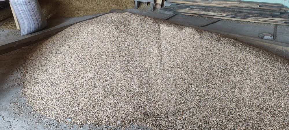 Łubin wąskolistny słodki 950 kg