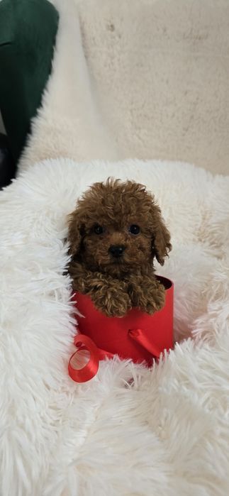 Pudel Toy suczka dwumiesięczna Linia Chińska