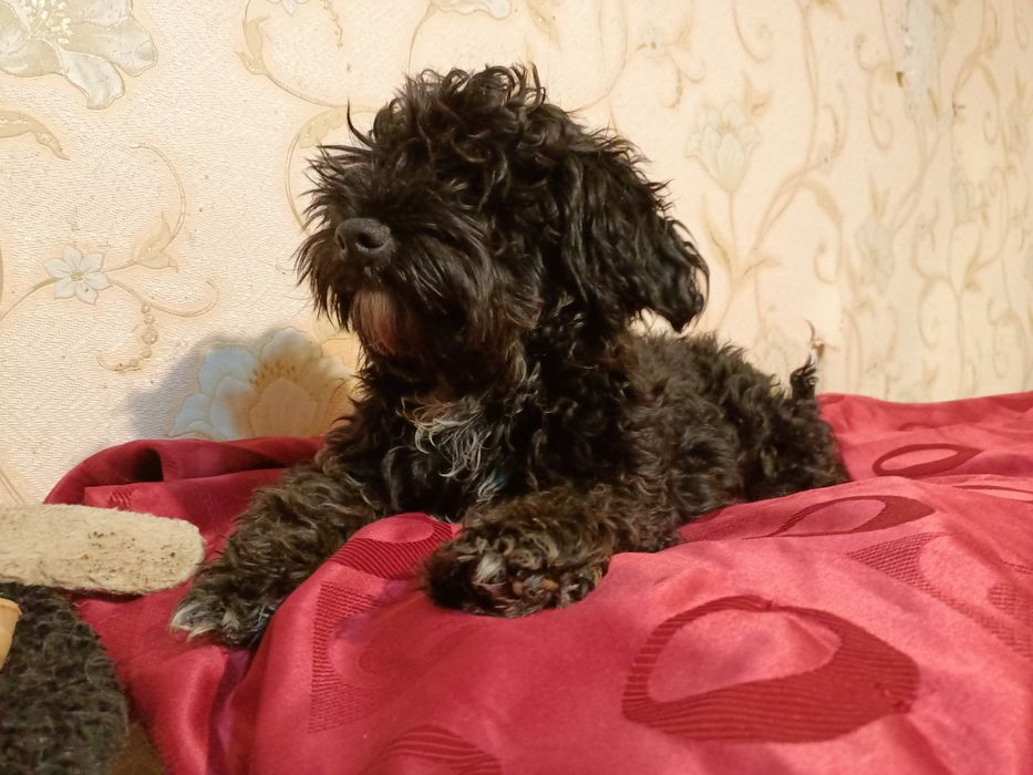 Мальтипу мальчик F2