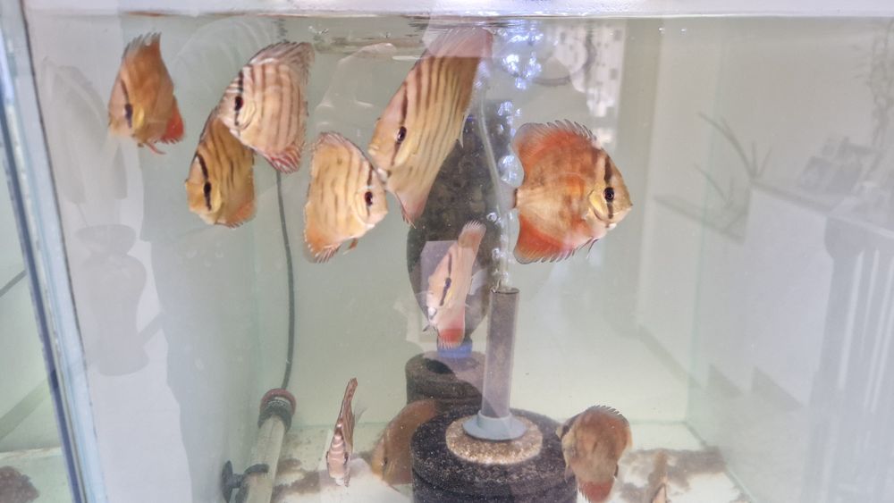 Discus juvenis red cover X turquesa
