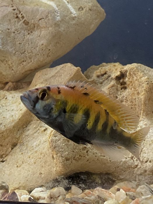 Vendo Ciclídeos africanos do Lago Victoria