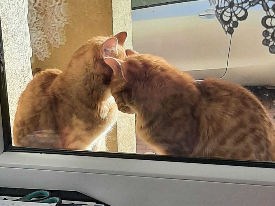 Bolek i Lola, dwa rude kociaki