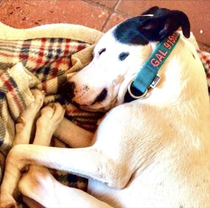 Coleiras Personalizada feita à mão