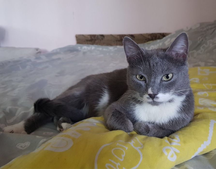 Кошечка ищет любящую Семью