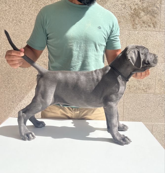 Cane Corso Italiano