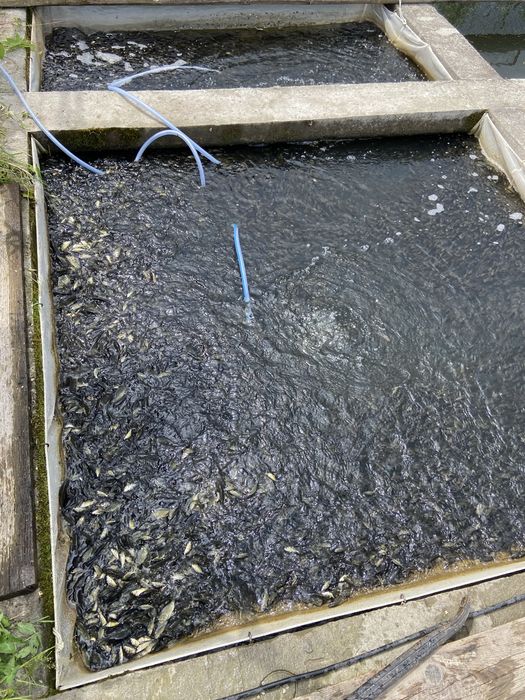 Karp i amur narybek letni -  duża lipcówka