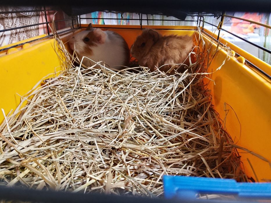 Продам морських свинок