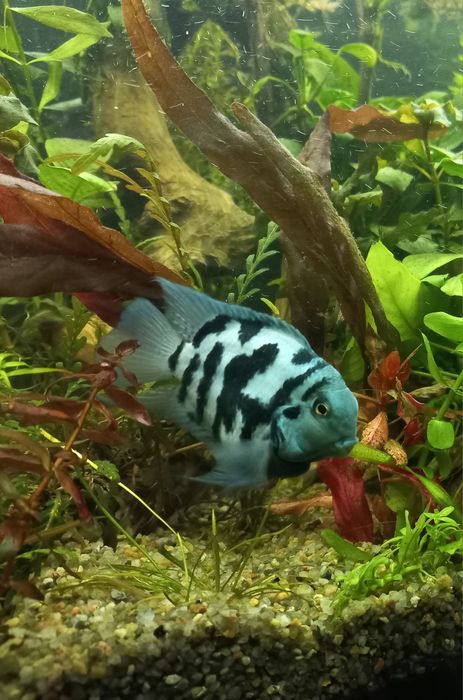 Акваріумні рибки / сапфировое попугаи